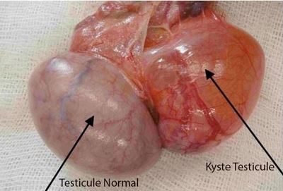 Atrophie Testiculaire Solution Naturelle