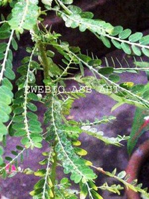 Les Vertus et Bienfaits du Phyllanthus