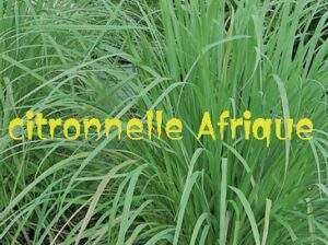 Le Citronnelle Vertus et Bienfaits Voici 10 Vertus et Bienfaits du Citronnelle