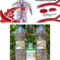 Tisane pour Soigner la Drépanocytose Naturellement