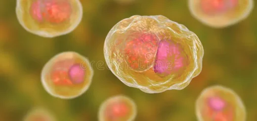 Chlamydia Causes Symptômes Prévention Thérapie Naturelle