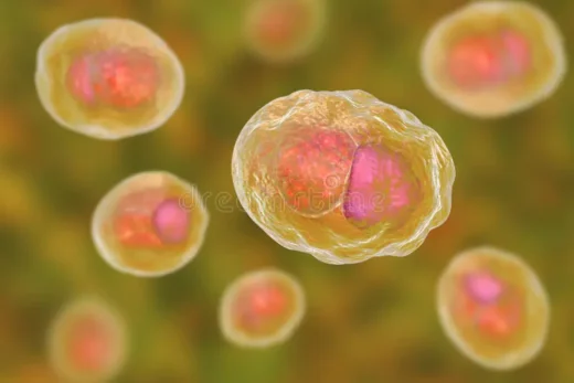 Chlamydia Causes Symptômes Prévention Thérapie Naturelle