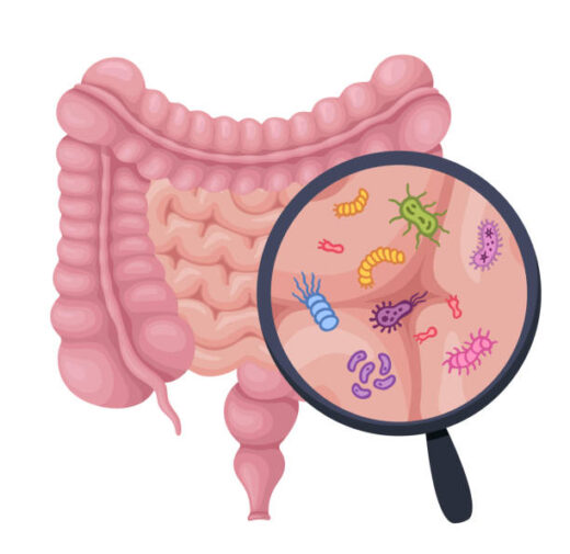 Dysbiose Intestinale Causes Symptômes Prévention Traitement Naturel