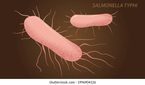 Comment Soigner Naturellement la Fièvre Typhoïde ?