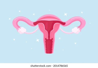 Stérilité Tubaire non Infectieuse Causes Symptômes Traitement Naturel