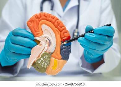 Comment Traiter Naturellement la Maladie d’Alzheimer ?