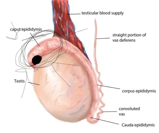 Comment Traiter Naturellement une l'orchi-épididymite en peu de Temps ?