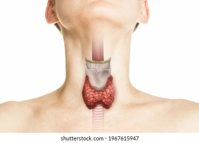 Comment Soigner Naturellement le Goitre avec les Plantes Médicinales ?